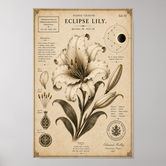 Eclipse Lily Museu Botânico Vitoriano Impressão (Frente)