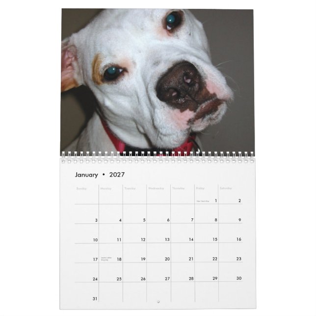 Economias de Pitbull o calendário da raça (Jan 2027)