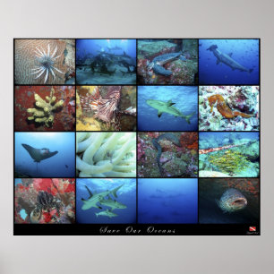 Economias do poster nossos oceanos