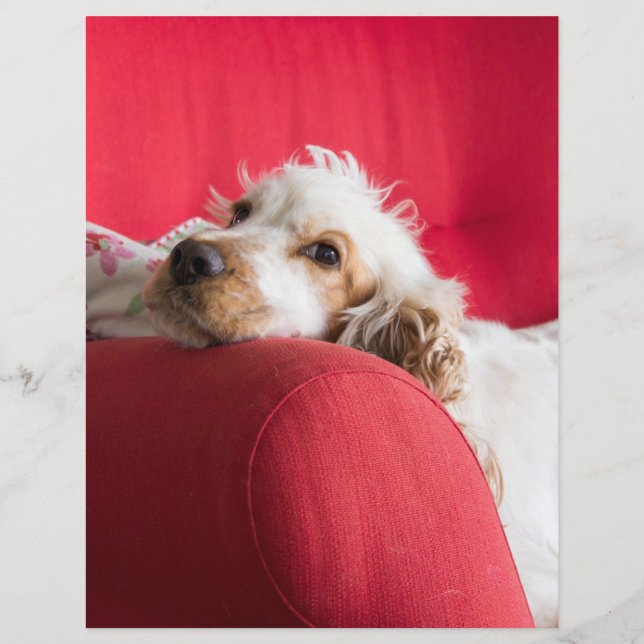 ecs - chilina branca e laranja (Frente)