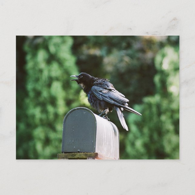 Edgar Allan Crow, cartão postal (Frente)