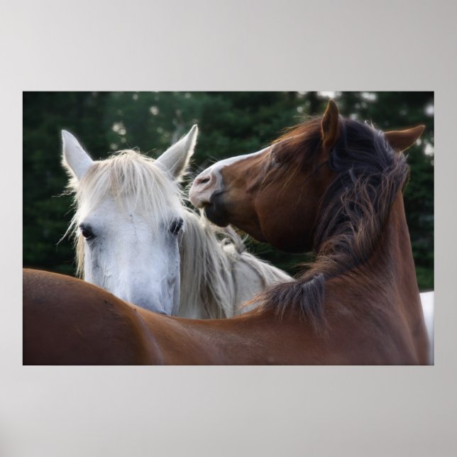 Efeito Cavalo - poster (Frente)