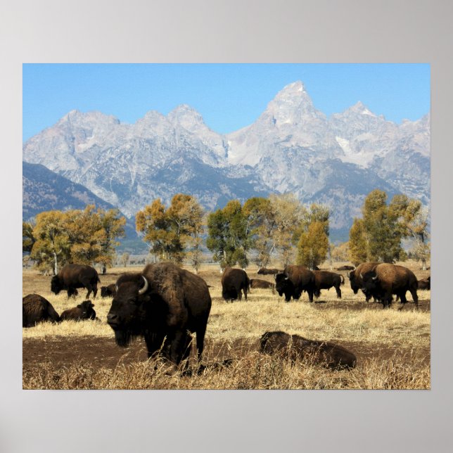 Efetivo de Buffalo Poster (Frente)