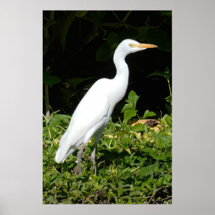 Egret Bird Poster