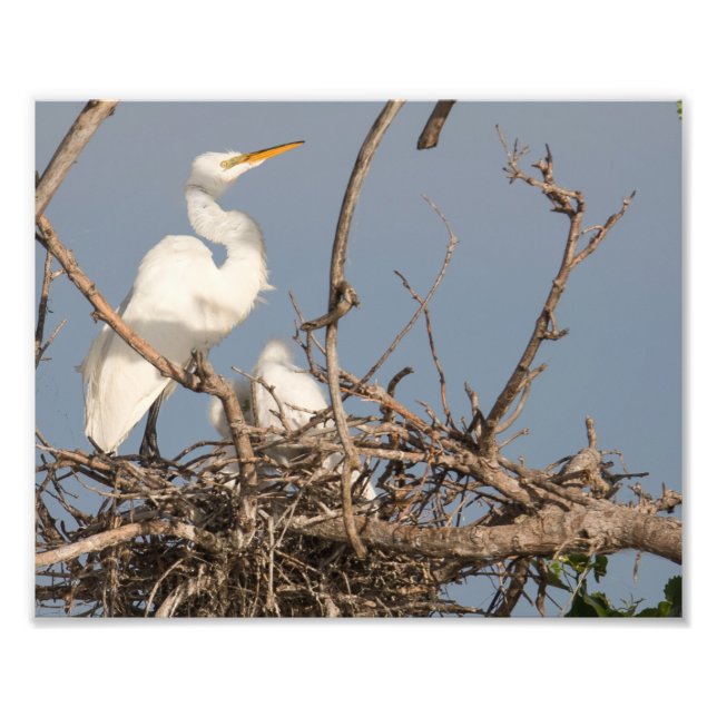 Egret Branco e Bebê no Nest Fotografia Impressão (Frente)