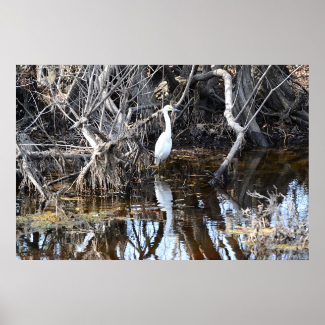 Egret em Louisiana Bayou - Poster (Frente)