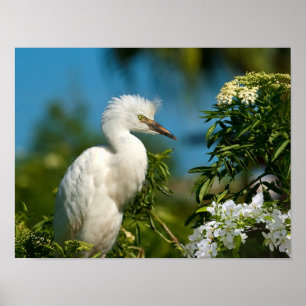 Egret nevado com flores impressão ou poster