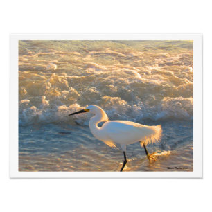 Egret no Sunset no Impressão de Fotografia de Prai