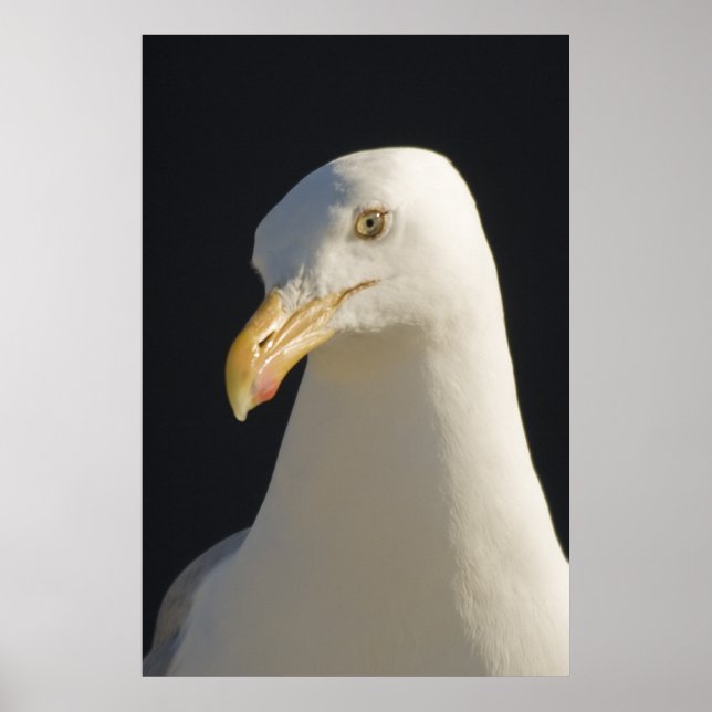 Ei, Grande Impressão (Frente)