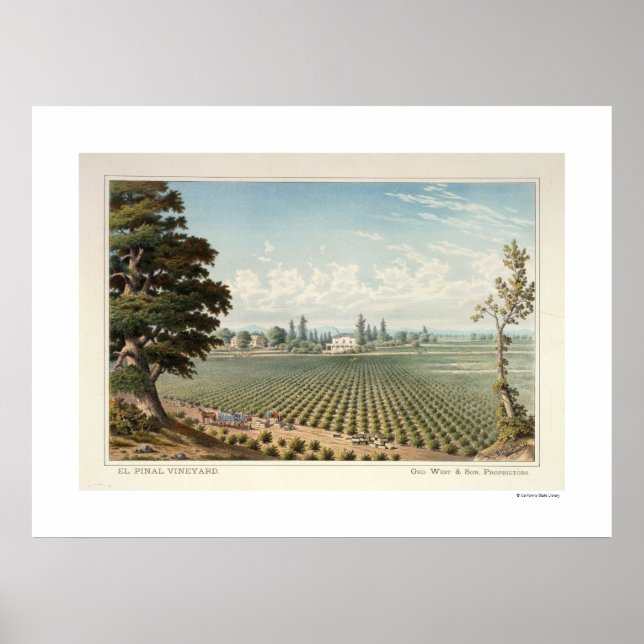 El Pinal Vineyard, San Joaquin County Poster (Frente)