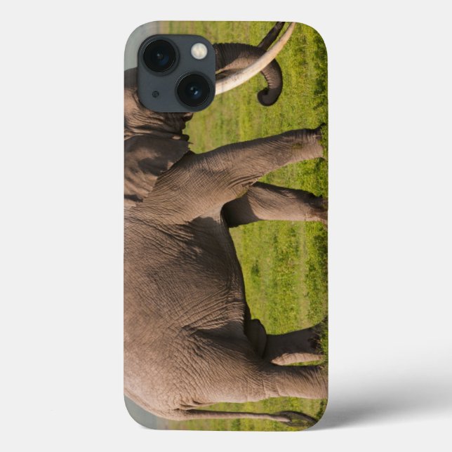Elefante africano, área da conservação de (Verso)