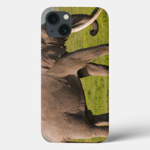 Elefante Africano, Área de Conservação de Ngorongo