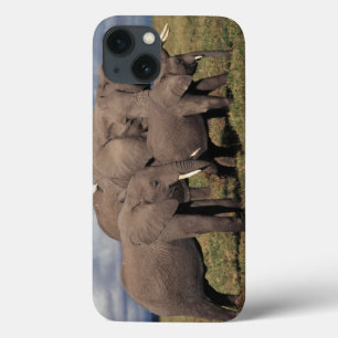 Elefante africano do bebê com família
