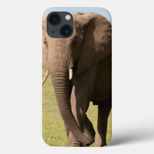 Elefante Africano (Loxodonta Africana), Maasai