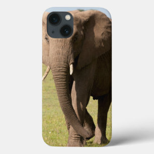 Elefante Africano (Loxodonta Africana), Maasai