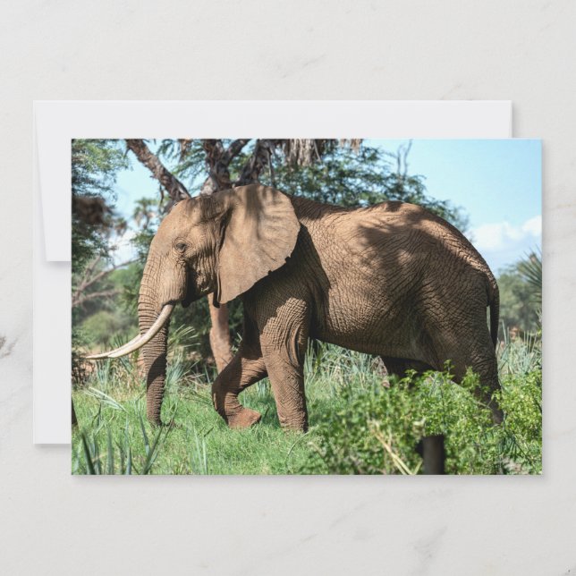 Elefante Africano no Safari (Frente)