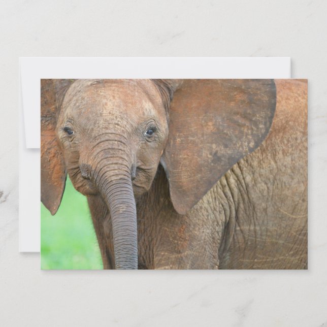 Elefante bebê (Frente)