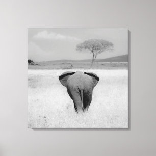 Elefante, Canvas de visão traseira