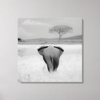 Elefante, Canvas de visão traseira