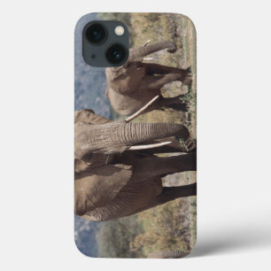 Elefante da mãe que anda com vitela do elefante