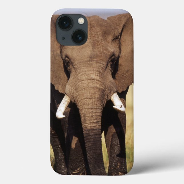 Elefante-da-savana-africano (Verso)