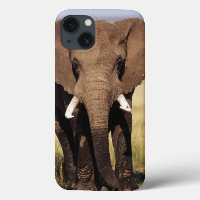 Elefante de Bush do africano (Verso)