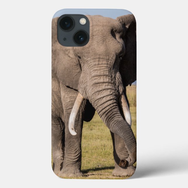 Elefante em uma Pose Agressiva (Verso)