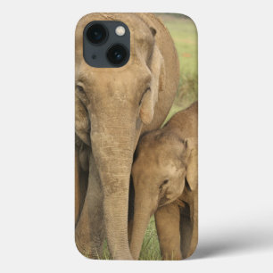 Elefante indiano / asiático e filhote, Corbett