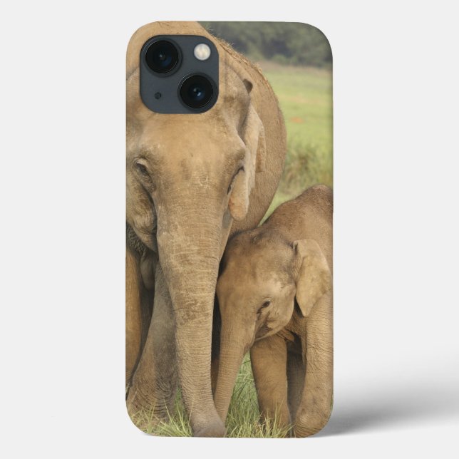 Elefante indiano/asiático e jovens um, Corbett (Verso)