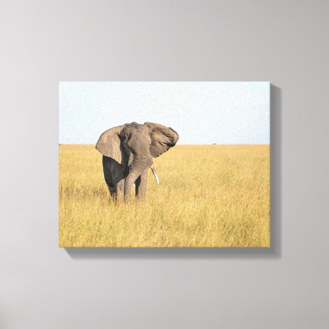 Elefante na Canvas de regulação natural (Frente)