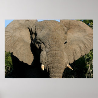 Elefante poster
