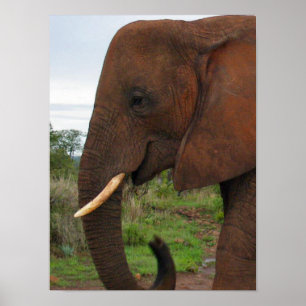 Elefante Upclose no poster de África