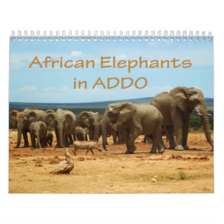 Elefantes africanos no calendário de Addo