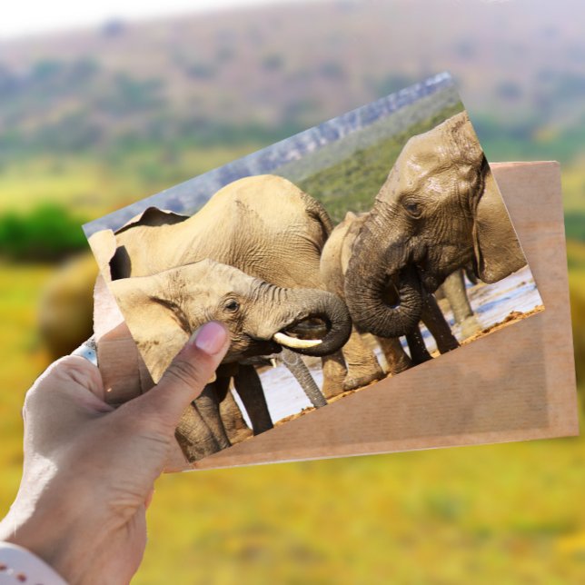 Elefantes frente a frente Cartão postal (Criador carregado)