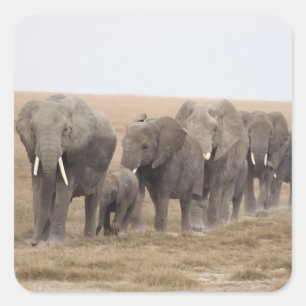 Elefantes Safari nos adesivos