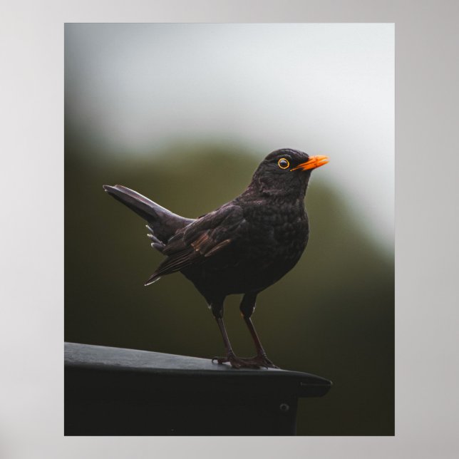 Elegance of the Common Blackbird Fine Art Poster (Frente)