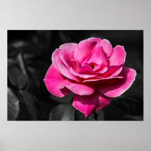 Elegância Rosa Pink Poster