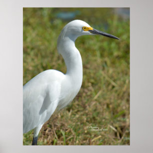 Elegante branco Egret Poster