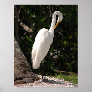 Elegante branco Egret Poster