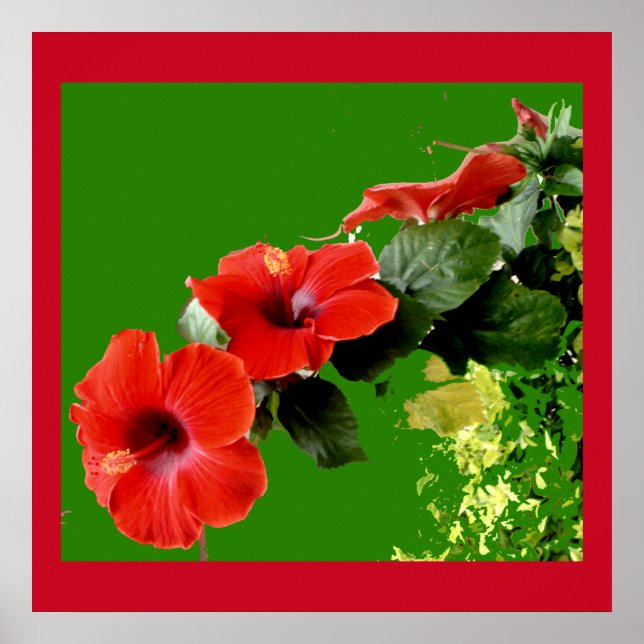 Elegante Red Hibiscus em Cheio Bloom Poster (Frente)