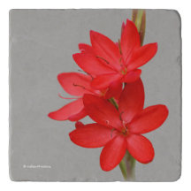Elegante River Lily/Hesperantha Coccinea
