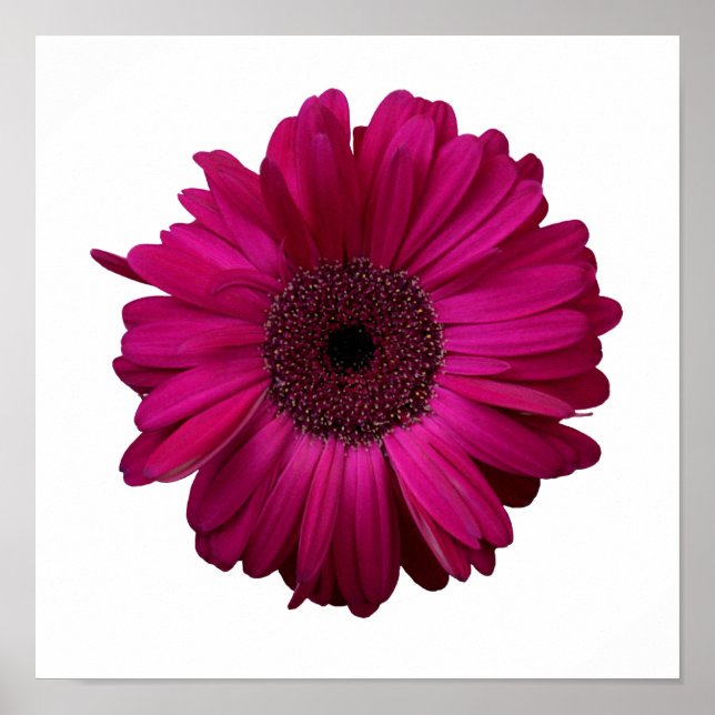 Elegante rosa Gerbera Daisy Poster (Frente)