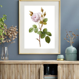 Elegante Rosa Rosa Botânica Poster para Impressão 
