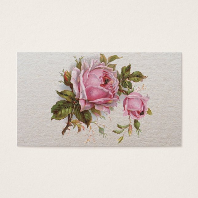 Elegante rosa, Rosa de bonitinho de cerveja (Frente)