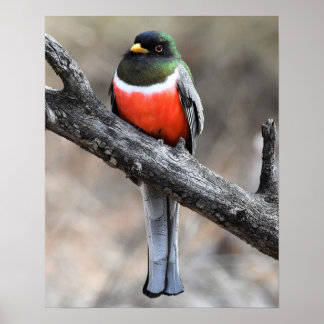 Elegante Trogon Poster