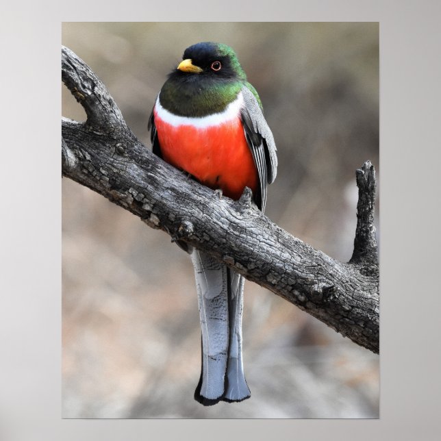 Elegante Trogon Poster (Frente)
