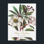 Elegante Vintage Rosa de Natal Botânico<br><div class="desc">Ilustração botânica da Vintage de flores de inverno buquê de Natal Helleborus niger,  e Lauristinus,  trabalho de arte muito elegante,  sofisticado e clássico,  com nome e mensagem editáveis</div>