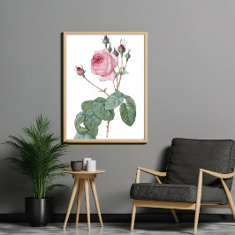 Elegante Vintage Rosa Rosa Poster de Arte Botânica
