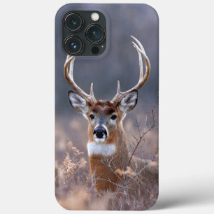 Elegante Whitetail Deer Autumn Ou Winter Season