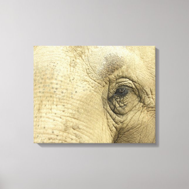 Elephant Eye Closeup Canvas (Frente)